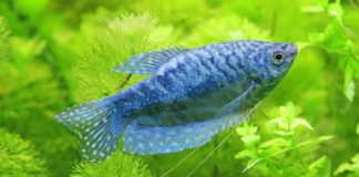 Assorbimento dell’azoto da parte delle piante acquatiche Acquario piante