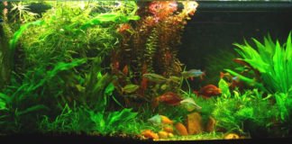 Intervista a Diana Walstad Acquario Diana Walstad