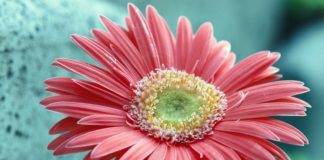 Pigmenti delle piante Fiore