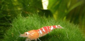 Piccoli acquari con piante per gamberetti Gamberetto