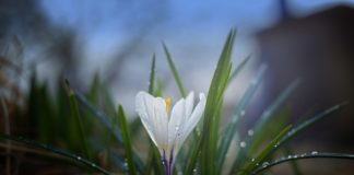 Elementi nutritivi per le piante d’acquario Pianta crescita