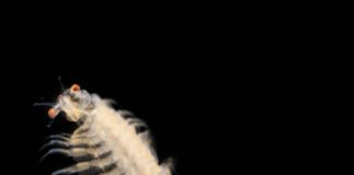 Allevare e riprodurre l’Artemia Artemia salina