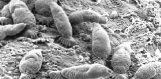 Parassiti e Guppy malati Gyrodactylus salaris