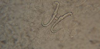 Indagini sui parassiti dei pesci d’acquario Gyrodactylus