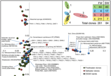Riesame della nitrificazione in acquario Suddivisione delle sequenze di geni amoA dei Thaumarchaeota.