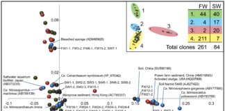Riesame della nitrificazione in acquario Suddivisione delle sequenze di geni amoA dei Thaumarchaeota.