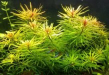 Ludwigia inclinata var. verticillata “Cuba” Gruppo di steli di Ludwigia "Cuba".