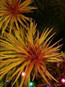 Ludwigia inclinata "Cuba" coltivata con LED.