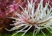 Ludwigia sp. “White” Ludwigia sp. "White"