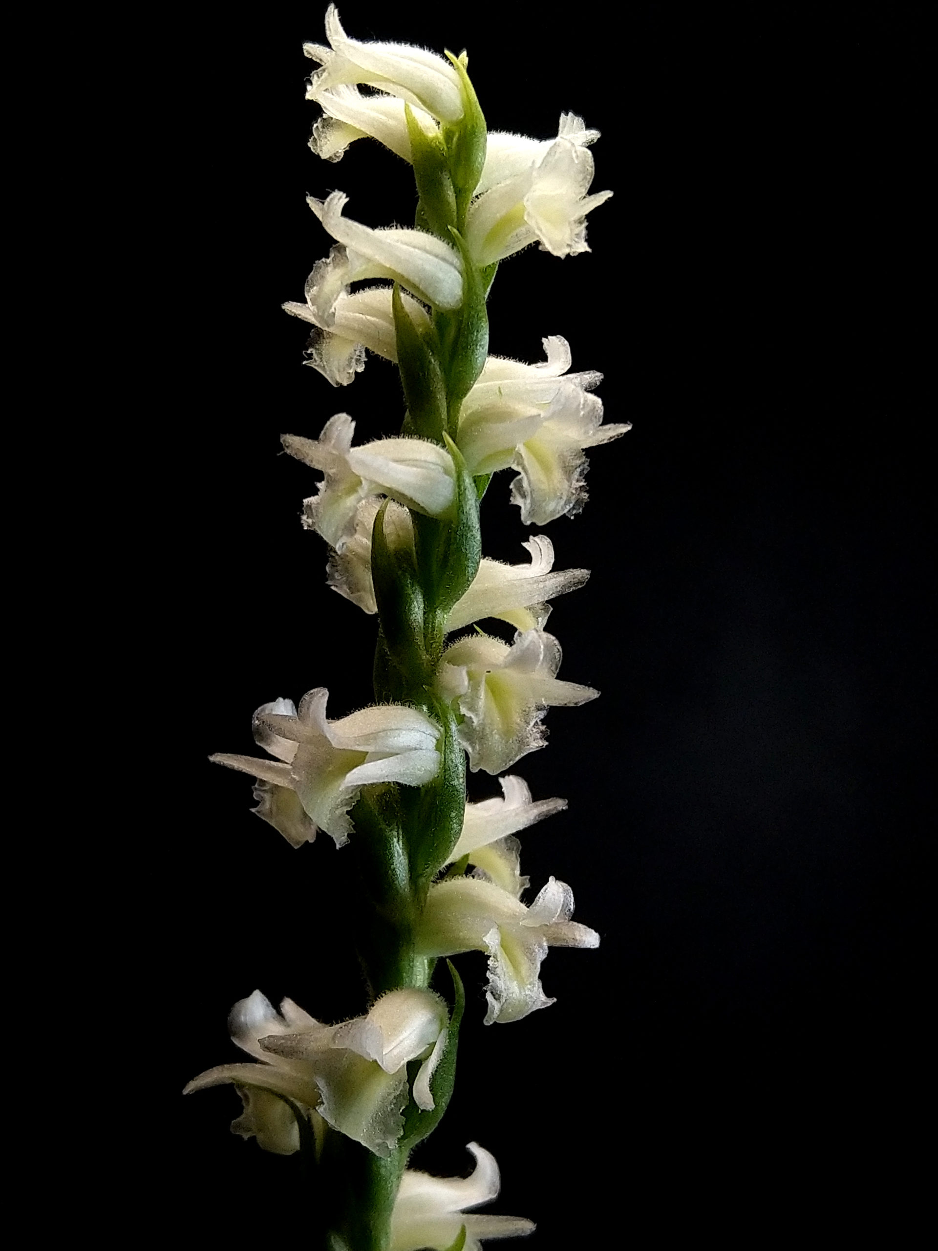 Spiranthes Cernua Spiranthes Odorata Acquario Top   Spiranthes Odorata Fiore 1920x2560 