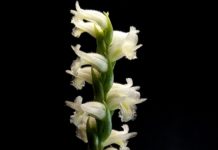 Spiranthes cernua – Spiranthes odorata Fiori della Spiranthes cernua.