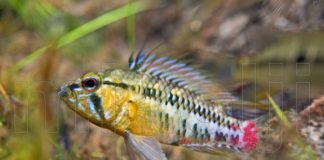 Il ciclide nano Apistogramma hongsloi nel suo ambiente naturale Apistogramma hongsloi