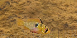 Il ciclide Mikrogeophagus ramirezi in natura Mikrogeophagus ramirezi by Ivan Mikolji 2015