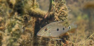 Satanoperca daemon in natura Satanoperca daemon