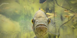 Il ciclide Oscar – Astronotus sp. – in natura Oscar - Astronotus sp. selvatico