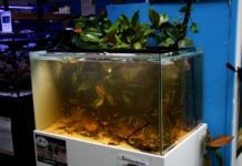 Workshop su un biotopo del Rio Nanay Biotopo Rio Nanay