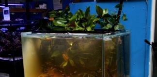 Workshop su un biotopo del Rio Nanay Biotopo Rio Nanay