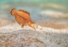 Il Pesce Foglia amazzonico Monocirrhus polyacanthus in natura Monocirrhus polyacanthus