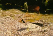 Nuotando con i ciclidi Apistogramma megaptera