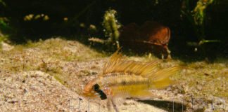 Nuotando con i ciclidi Apistogramma megaptera