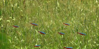 Il Neon Cardinale – Paracheirodon axelrodi – in natura Paracheirodon axelrodi