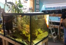 Acquario di biotopo per beneficienza al The Fish Barn Biotopo per Symphysodon haraldi