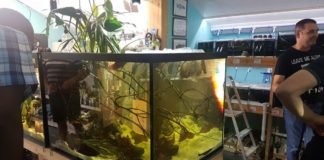 Acquario di biotopo per beneficienza al The Fish Barn Biotopo per Symphysodon haraldi