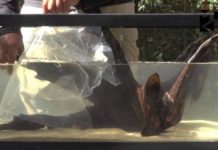 Acquario wild Allestimento di Ivan Mikolji