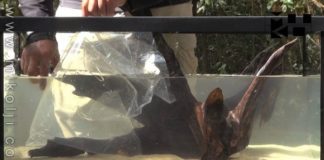 Acquario wild Allestimento di Ivan Mikolji