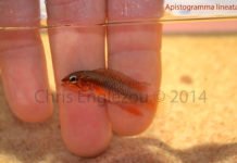 Apistogramma lineata | Biotopo e prime foto dal vivo! Apistogramma lineata