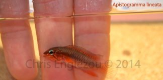 Apistogramma lineata | Biotopo e prime foto dal vivo! Apistogramma lineata
