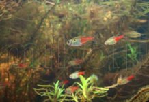 Hemigrammus sp. aff. stictus Hemigrammus sp. aff. stictus