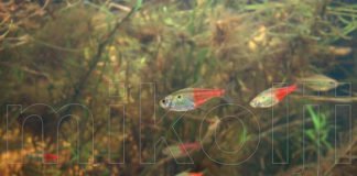 Hemigrammus sp. aff. stictus Hemigrammus sp. aff. stictus
