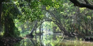 Dai torrenti di montagna alle paludi di mangrovie India Occidentale