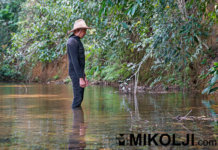 Lo Spaventacory – Corydoras aeneus in natura Ivan Mikolji al lavoro in un corso d'acqua