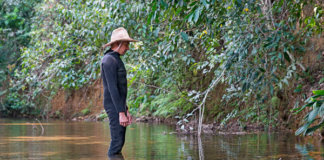 Lo Spaventacory – Corydoras aeneus in natura Ivan Mikolji al lavoro in un corso d'acqua
