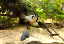 Mikrogeophagus ramirezi Mikrogeophagus ramirezi