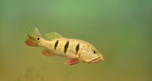 Incontri Ravvicinati con il genere Cichla Cichla orinocensis