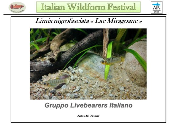 Limia nigrofasciata "Lac Miragoane"