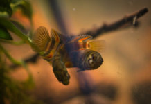 Microctenopoma ansorgii Microctenopoma ansorgii