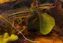 Apistogramma bitaeniata Apistogramma bitaeniata