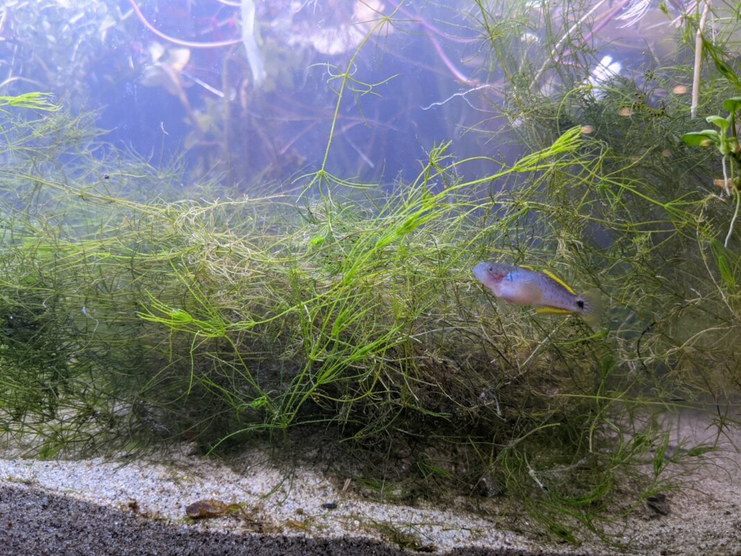 Tateurdina ocellicauda tra l'alga Chara